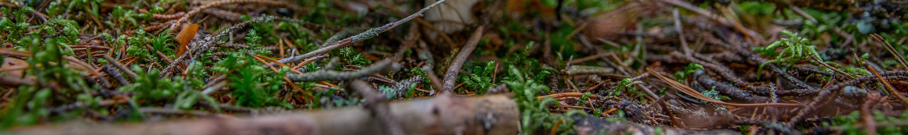 Garten am Wald – Abschlussbild